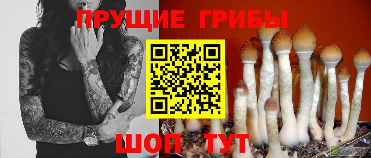 Дербент  Псилоцибиновые грибы прущие грибы  Вход с VPN 